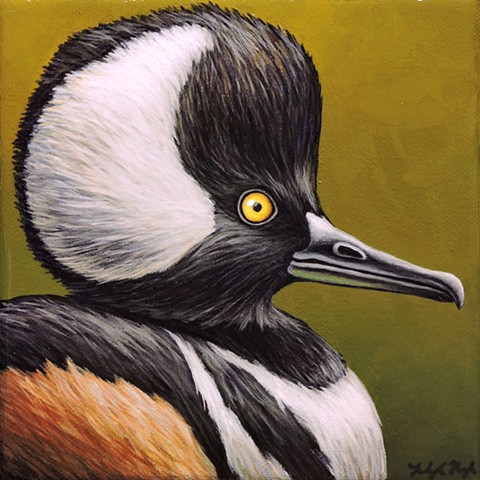 Hooded Merganser portrait #1
