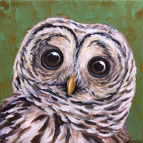 Barred Owl portrait #2