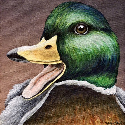 Mallard Duck portrait #2