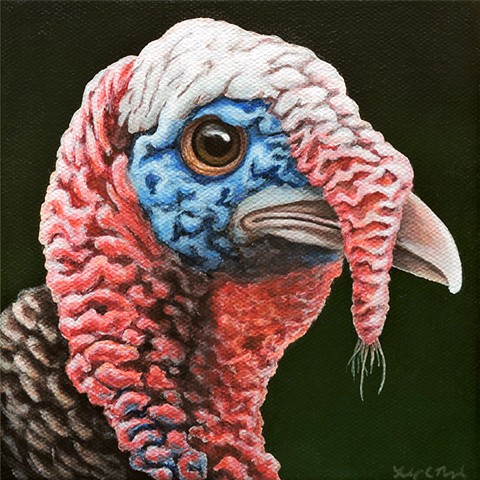 Wild Turkey portrait 