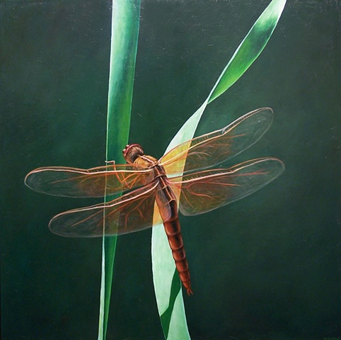 Dragonfly on Blade of Grass #8