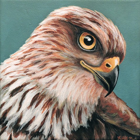 Cooper's Hawk portrait 