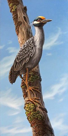 Yellow-Crowned Night Heron  