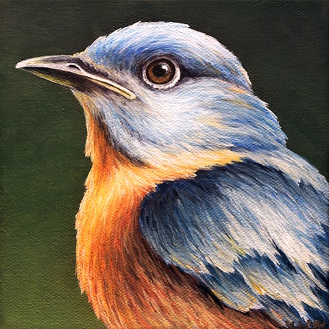 Bluebird portrait #4