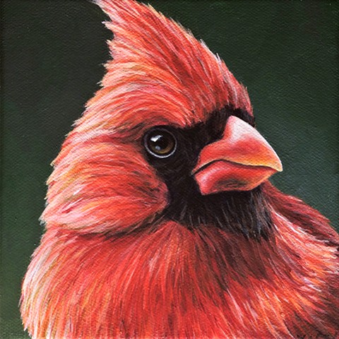 Cardinal portrait #13 