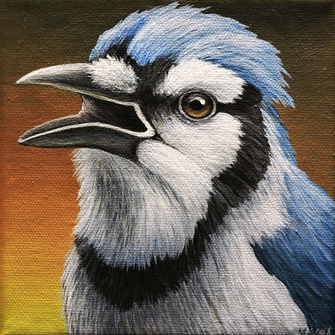 Blue Jay portrait #8