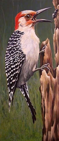 Red-bellied Woodpecker (step 7/ finished)