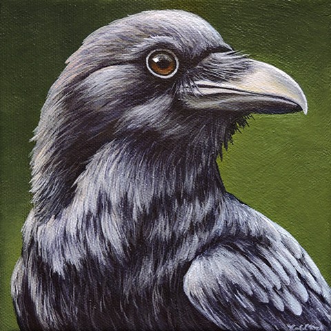 Raven portrait #8