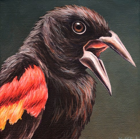 Red-Winged Blackbird portrait