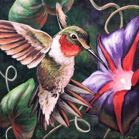 Ruby-Throated Hummingbird and Morning Glory 