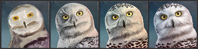 Snowy Owl portrait #2