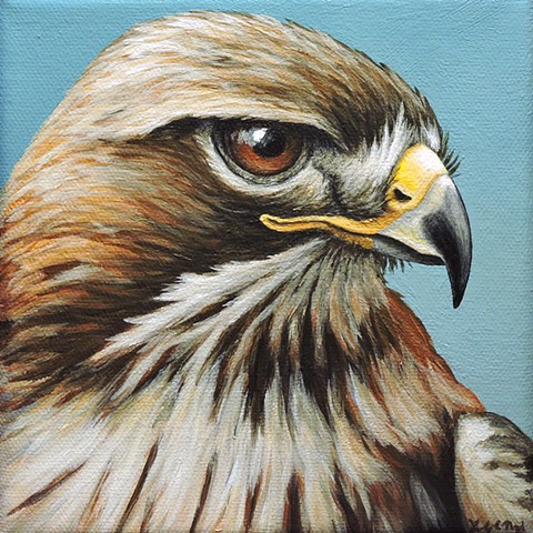 Red-tailed Hawk portrait 