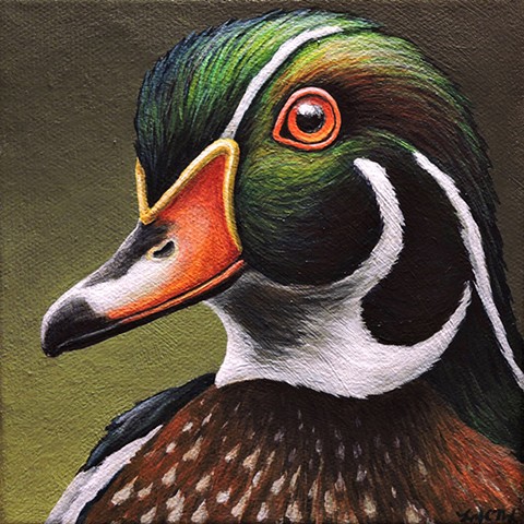 Wood Duck portrait