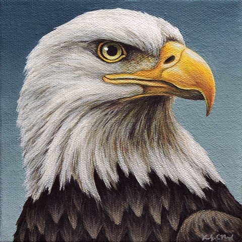 Bald Eagle portrait #1