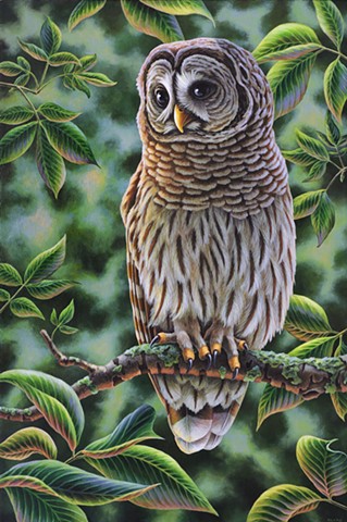 Barred Owl #3