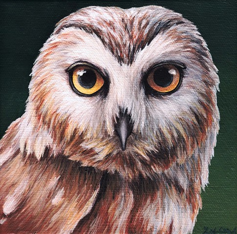 Northern Saw-whet Owl portrait #2