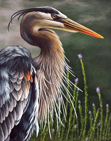 Great Blue Heron