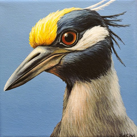 Yellow-crowned Night Heron portrait 