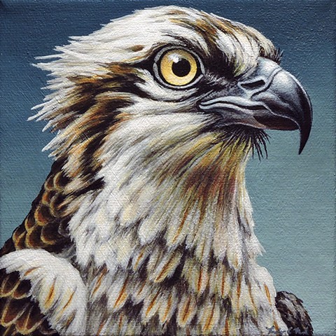Osprey portrait