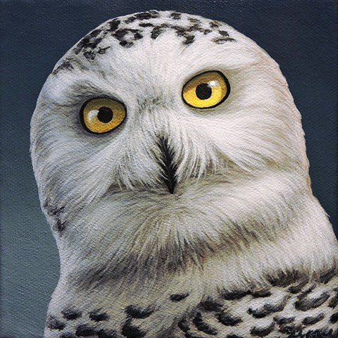 Snowy Owl portrait #2