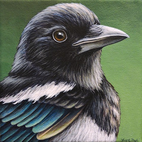 Magpie portrait