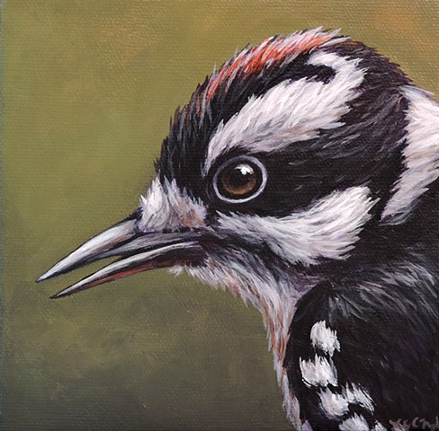 Downy Woodpecker portrait