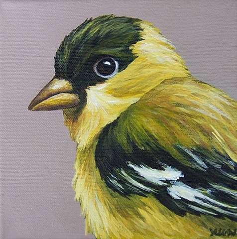Goldfinch portrait 