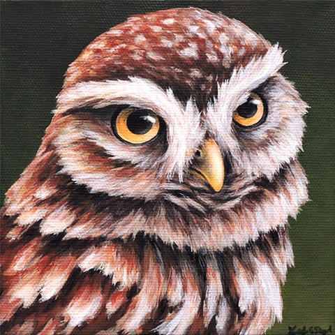 Burrowing Owl portrait 