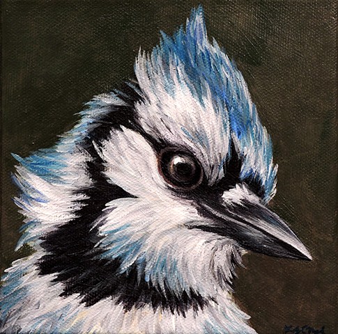Blue Jay portrait #2