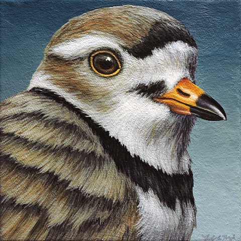 Piping Plover portrait #2