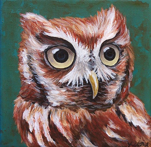 Eastern Screech Owl portrait 