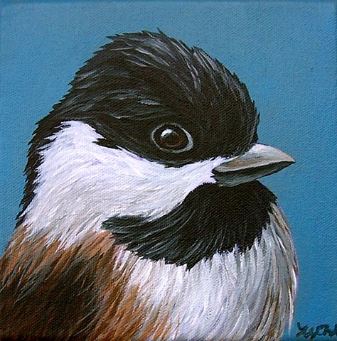  Black-capped Chickadee portrait 