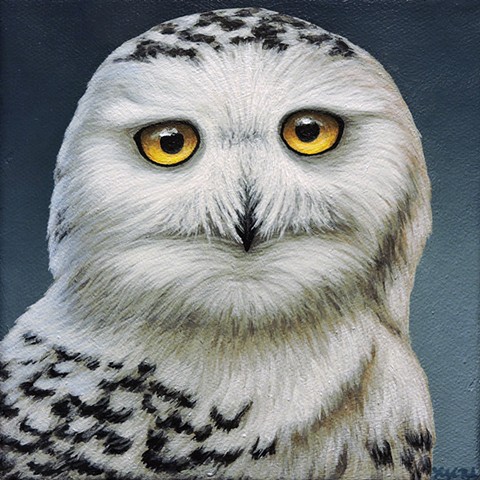 Snowy Owl portrait #1 