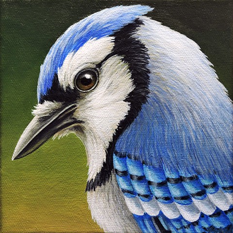 Blue Jay portrait #9