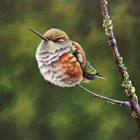 Rufous hummingbird