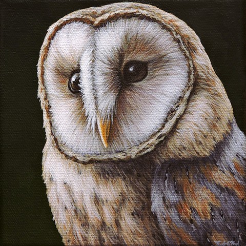 Barn Owl portrait #6