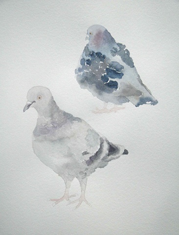 pigeon drawings