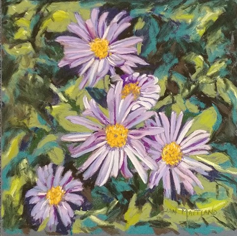 Pastel painting, Aster flowers, floral painting, Oregon artist Jan Maitland, pastel artist, janmaitland.com