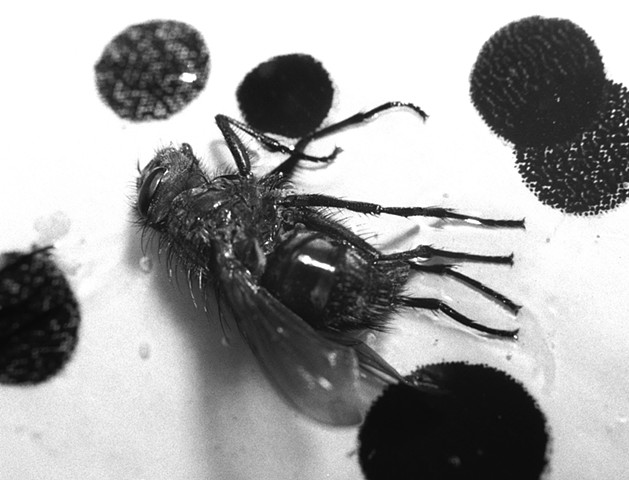 Photograph of a dead fly