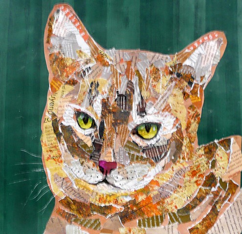 Ruddy Abyssian cat in collage