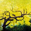The Yellow Tree