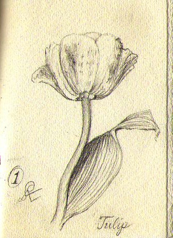 botanical study of a tulip graphite drawing by Rodney Artiles