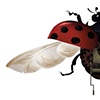 Ladybug with Music Box