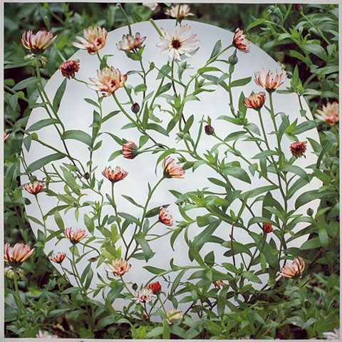 Calendula 3