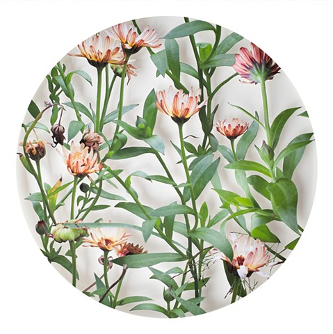 Bronze Calendula No. 2