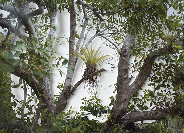 Giant Air Plants of Bequia Island
