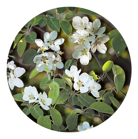 Apple Blossom