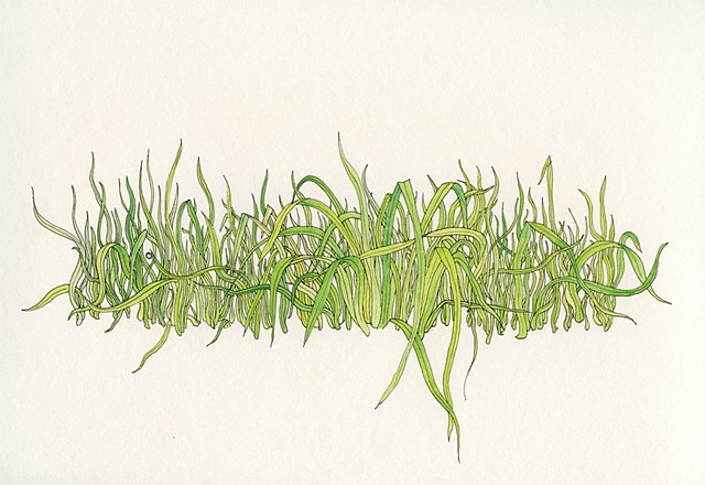 grass of yesteryear
