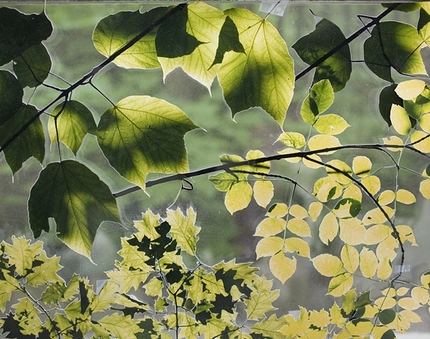 Loose Leaves: Beausoleil