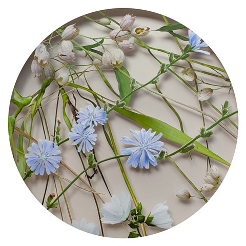 July (chicory - from the series 12 Seasons) SOLD